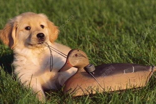 狗狗吃瓜的好处,清凉解暑，健康益处多