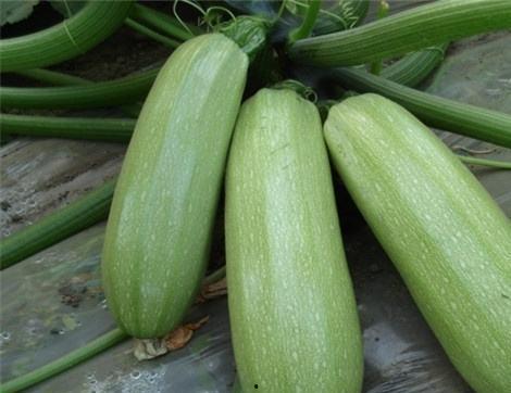 痛风可以吃秋瓜吗,秋瓜可否食用？