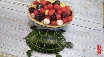 临西网红小乌龟是谁,揭秘网络红人的魅力与影响力