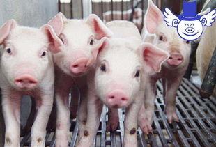 猪哥哥天天爆料视频大全,揭秘娱乐圈幕后真相