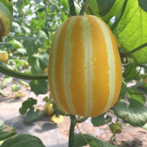 吃瓜秦朝在哪可以免费看,揭秘“吃瓜秦朝”的在线观看之旅