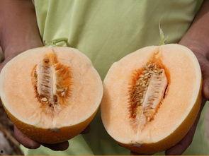 糖人可以吃蜜瓜吗,甜蜜搭配，健康共享