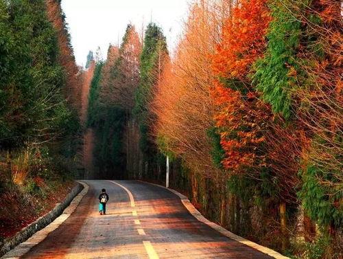 重庆头条山王坪,揭秘重庆最后的原始森林秘境