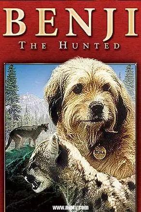 benji明星狗,忠诚与魅力的传奇故事