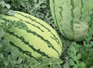 吃瓜群众来吃瓜吃完瓜