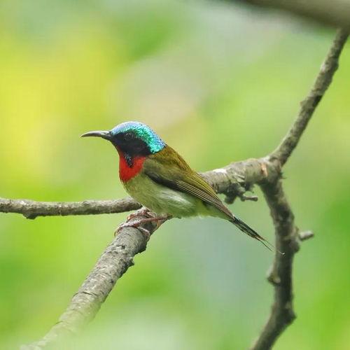 今日头条养鸟技术视频,今日头条热门视频教你轻松掌握养鸟技巧