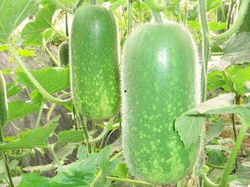 减肥可以吃沙白瓜,天然低卡美食，轻松享瘦新选择