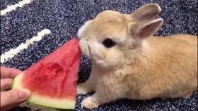 吃瓜兔哥,揭秘娱乐圈幕后故事