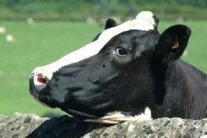 大胸明星奶牛小说,大胸明星与奶牛的浪漫奇遇