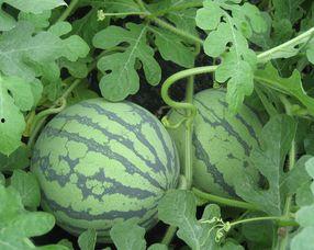 怀孕可以吃掌瓜吗,掌瓜——孕妇的绿色佳肴