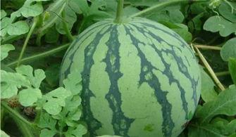 泰蜜西瓜爆料视频大全,视频大全揭秘幕后故事