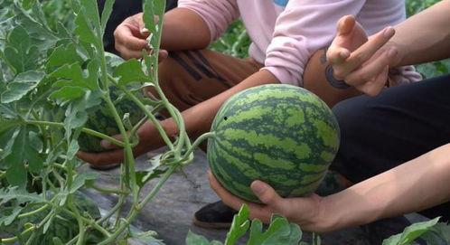 林和吃瓜,揭秘娱乐圈背后的那些事儿