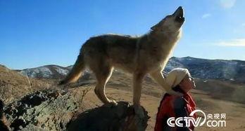 重返狼群 在线观看,探寻野性呼唤的壮丽征程