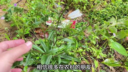 池州网红草