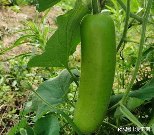 次瓜可以吃吗,揭秘其食用安全与美味之谜